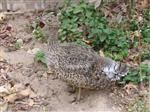 پرنده «زنگوله بال» برای اولین بار در استان یزد مشاهده شد