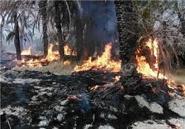 ۲ هزار نخل خرما در جنوب سیستان و بلوچستان در آتش سوخت
