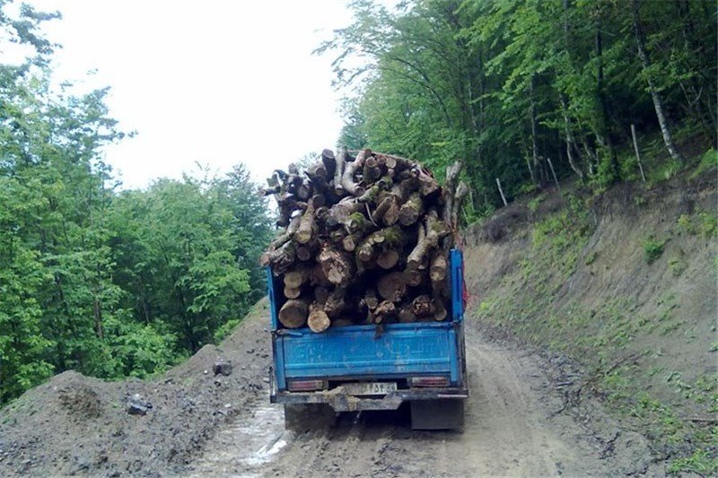 سالانه ۳۰ هزار پرونده قاچاق چوب تشکیل می شود
