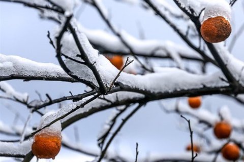 خطر سرمازدگی محصولات کشاورزی دزفول/ ضرورت اقدامات پیشگیرانه از سوی بهره‌برداران