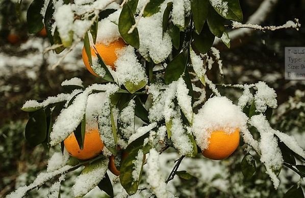 کمتر از ۱۰ درصد باغات مازندران بیمه هستند