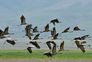 مهمترین عامل ورود آلودگی پرندگان مهاجر هستند