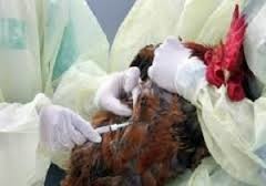 علائم آنفلوانزای پرندگان در کرمان مشاهده نشده است