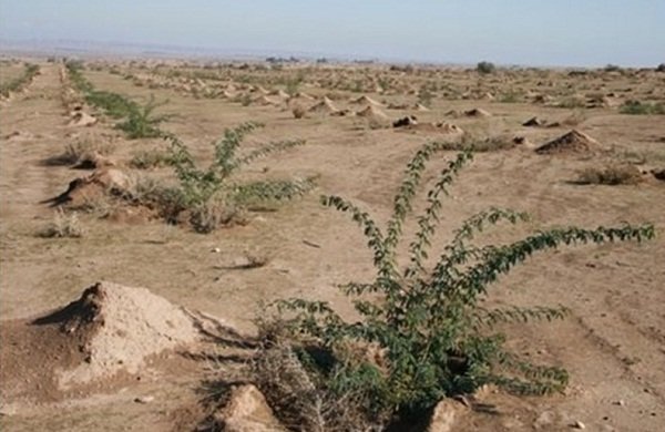 طرح جنگل کاری ۱۵۰۰ هکتاری از مهران تا کوت عراق اجرایی می شود