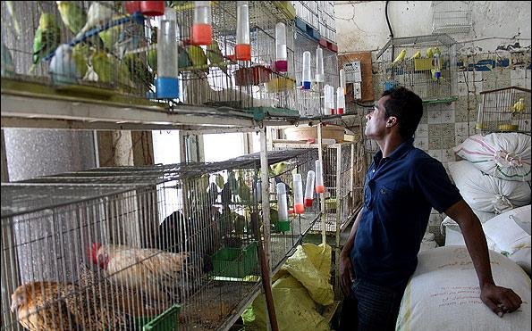 طرح ساماندهی پرنده فروشان اصفهان دچار بی سامانی است/فعالیت غیر قانونی در پناه قانون