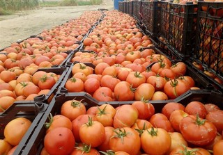 مشکلات گوجه فرنگی‌کاران استان بوشهر در مجلس بررسی می‌شود
