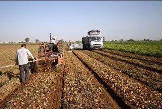 افزایش قیمت، درد سیب زمینی کاران کردستانی را درمان نکرد