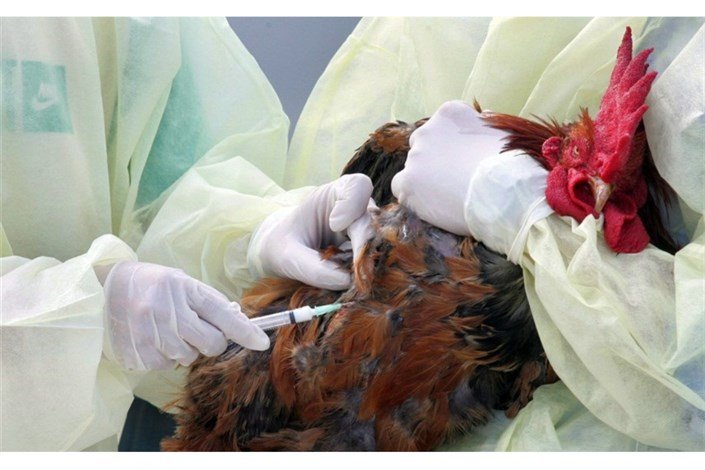 شیوع آنفلوآنزای فوق حاد پرندگان در مازندران/ خرید و فروش مرغ زنده ممنوع است