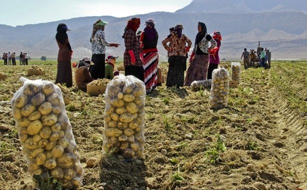 افزایش قیمت، درد سیب زمینی کاران کردستانی را درمان نکرد
