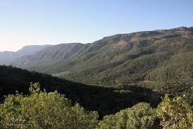 کهنسال ترین جنگل های بلوط  در ایلام وجود دارد