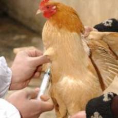 تخصیص ۱۰ میلیارد تومان برای آنفلوآنزای حاد پرندگان