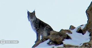 گونه گربه سان سیاه گوش برای اولین بار در چهارمحال و بختیاری ثبت شد
