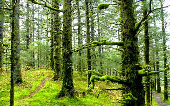 جنگل های شمال به تدریج تخریب می شود/ تغییر کاربری اراضی جنگلی