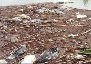 تالاب های مازندران کشتارگاه پرندگان مهاجر/پرواز به مقصد مرگ