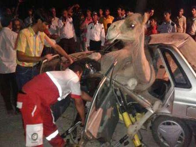 برخورد یک خودرو با شتر در محور ایرانشهر- دلگان ۵ مجروح بر جای گذاشت 