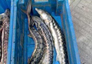 ۳۰ کیلوگرم ماهی خاویار قاچاق در گلستان کشف شد