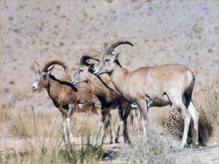 جمیعت کل و بز وحشی منطقه حفاظت شده البرز جنوبی رشد ۱۲ درصدی یافت