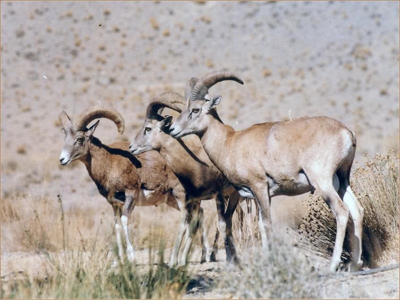 جمیعت کل و بز وحشی منطقه حفاظت شده البرز جنوبی رشد ۱۲ درصدی یافت
