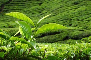افزایش 60 درصدی تولید برگ سبز چای در کشور
