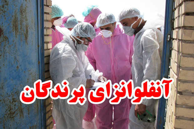 شایعات شیوع آنفلوانزای پرندگان در کرمان صحت ندارد
