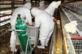 آنفلوانزای فوق حاد پرندگان در استان قزوین تحت کنترل است