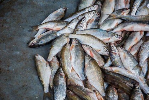یک و نیم تن ماهی منجمد غیر بهداشتی معدوم سازی شد