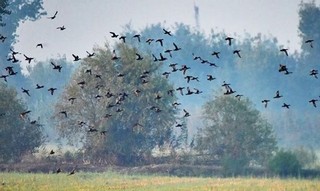کشاورزان گلوگاه مورد حمله پرندگان قرار گرفتند/اظهارات متناقض در خصوص چرایی مشکل