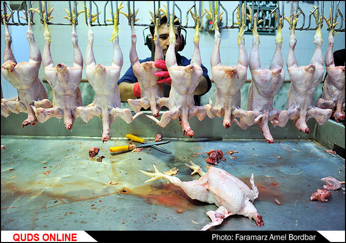 پساب کشتارگاه مرغ ۹۵۰ قطعه ماهی را کشت