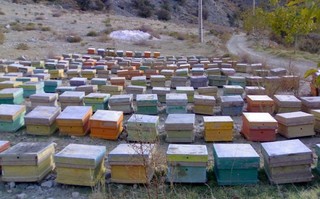 سالانه ۶۰۰ تن عسل مرغوب در ایلام تولید می‌شود