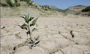  خسارت های ناشی از خشکسالی استان یزد بررسی می شود 