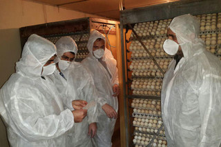 آنفلوانزای فوق حاد پرندگان نیم میلیون قطعه مرغ  را در اصفهان تلف کرد