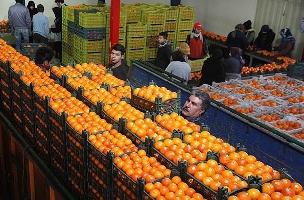 نرخ انواع مرکبات از شمال تا جنوب؛ بازار سیاه پرتقال و نارنگی به دست دلالان راه افتاد!
