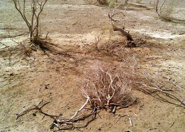 تداوم خشکسالی های یزد با خسارت‌های بسیاری همراه بوده است 