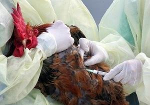 آنفلوآنزای فوق حاد پرندگان در یزد پاک‌سازی شد
