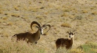 جمعیت بزکوهی در منطقه شکار ممنوع اشکورات رودسر ۲۰ درصد افزایش یافت