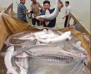 کاهش ۳۷ درصدی صید ماهیان استخوانی دریای خزر در گیلان