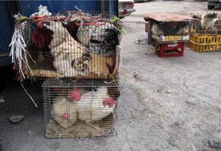 فروش مرغ زنده در بازارهای سنتی ممنوع است/ آنفولانزا زودتر از سال‌های گذشته شیوع پیدا کرد