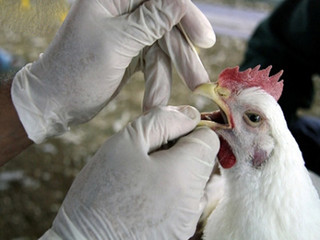 بیماری آنفلوانزای پرندگان در مازندران کاملا کنترل شده است