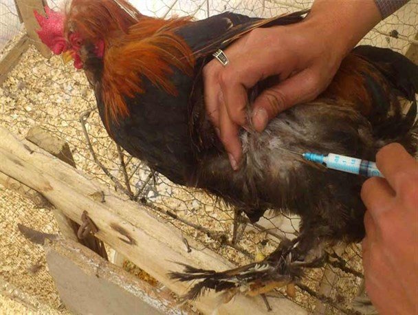 مجوز تولید واکسن بیماری آنفولانزای فوق حاد پرندگان در کشور صادر شد
