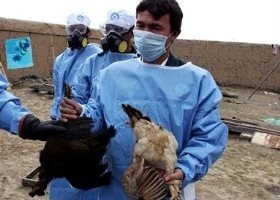  بیماری آنفلوانزای فوق حاد پرندگان در آذربایجان شرقی مهار شد