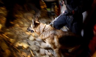 سگ های زنده یاب مشغول جستجو در زیر آوار پلاسکو