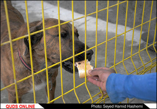 سگ ها گناهی ندارند/گزارش تصویری