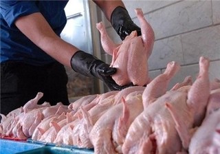 روسیه واردات مرغ از اروپا را ممنوع کرد