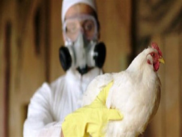 کانون بیماری آنفلوانزای فوق حاد پرندگان در روستاها و تالابها است