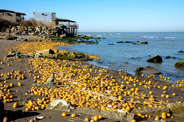 رها سازی پرتقال ها در سواحل خزر کار دولت یا باغداران؟