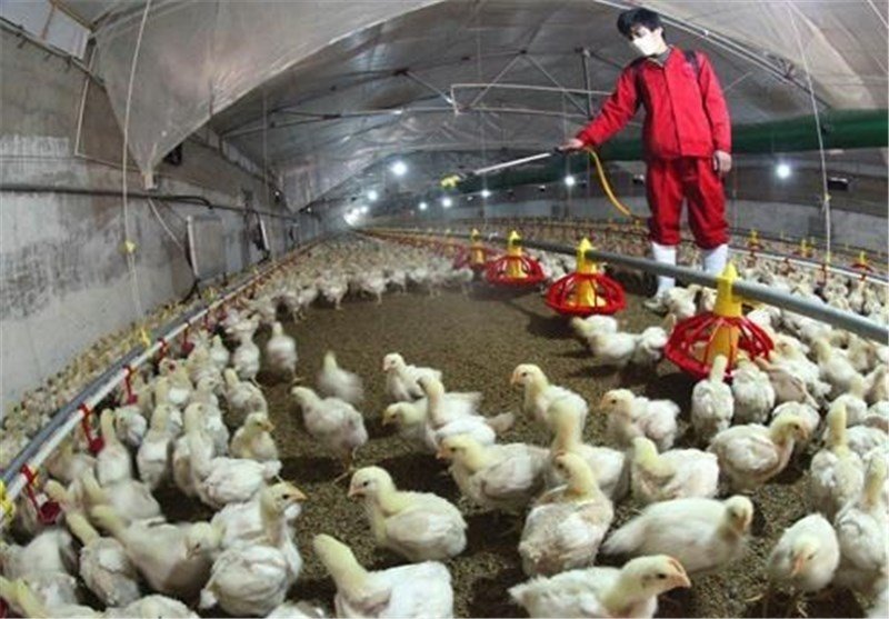 ۷ استان، کانون فعال ویروس آنفلوانزای حاد پرندگان/۱۴ استان درگیرند