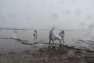 مانور عملیاتی آنفلوآنزای فوق حاد پرندگان در تالاب بین المللی چغاخور اجرا شد