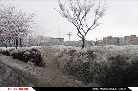 عکسهای موبایلی از بارش برف در مشهد