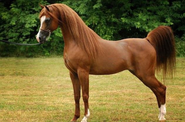 پتانسیل اسب عرب در خوزستان استفاده نشده است