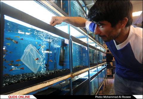 فروش ماهی های زینتی در مشهد